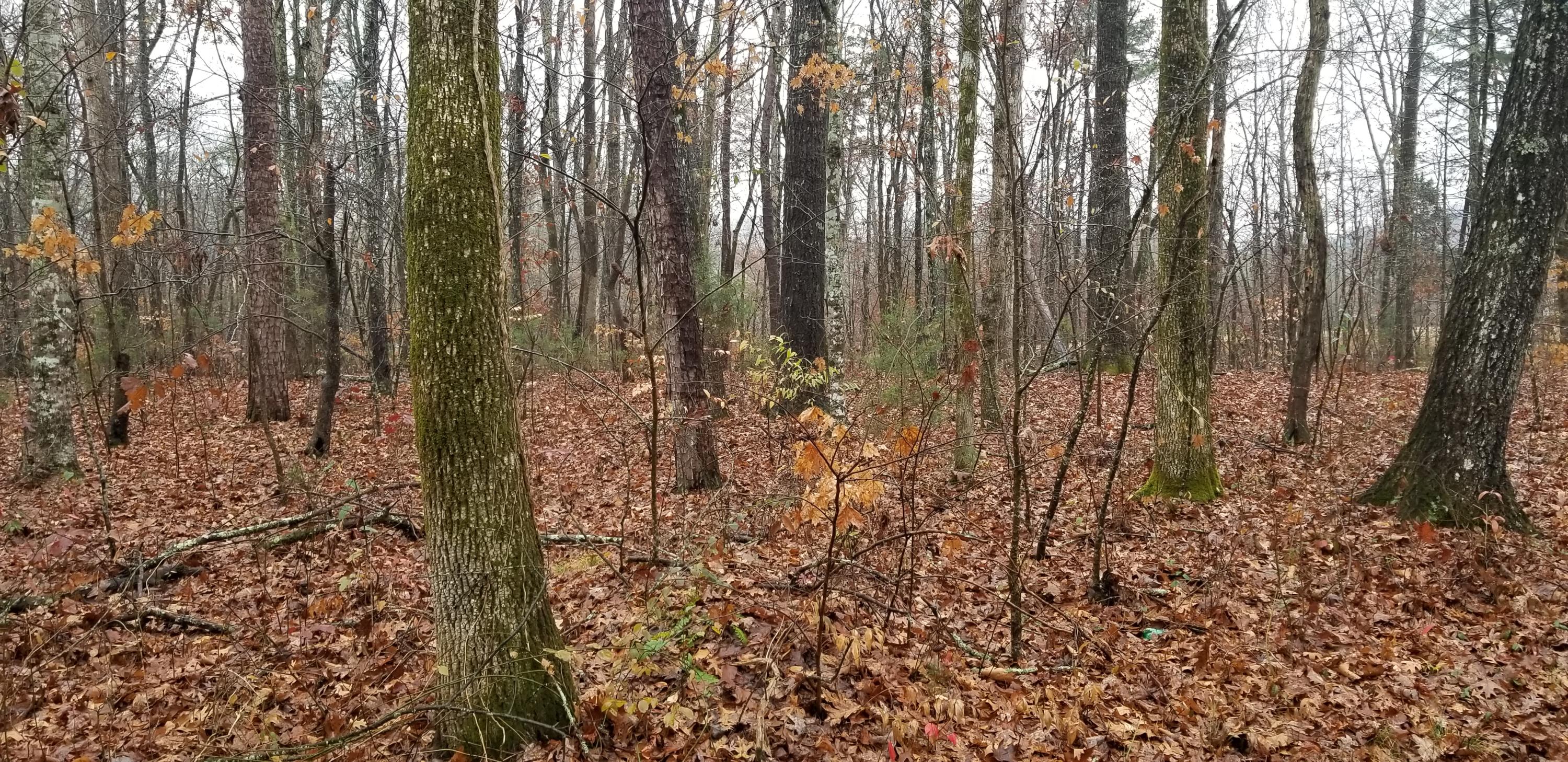 Coleman Road Decatur, TN 37322 - Photo 5 of 14 20201204_141425