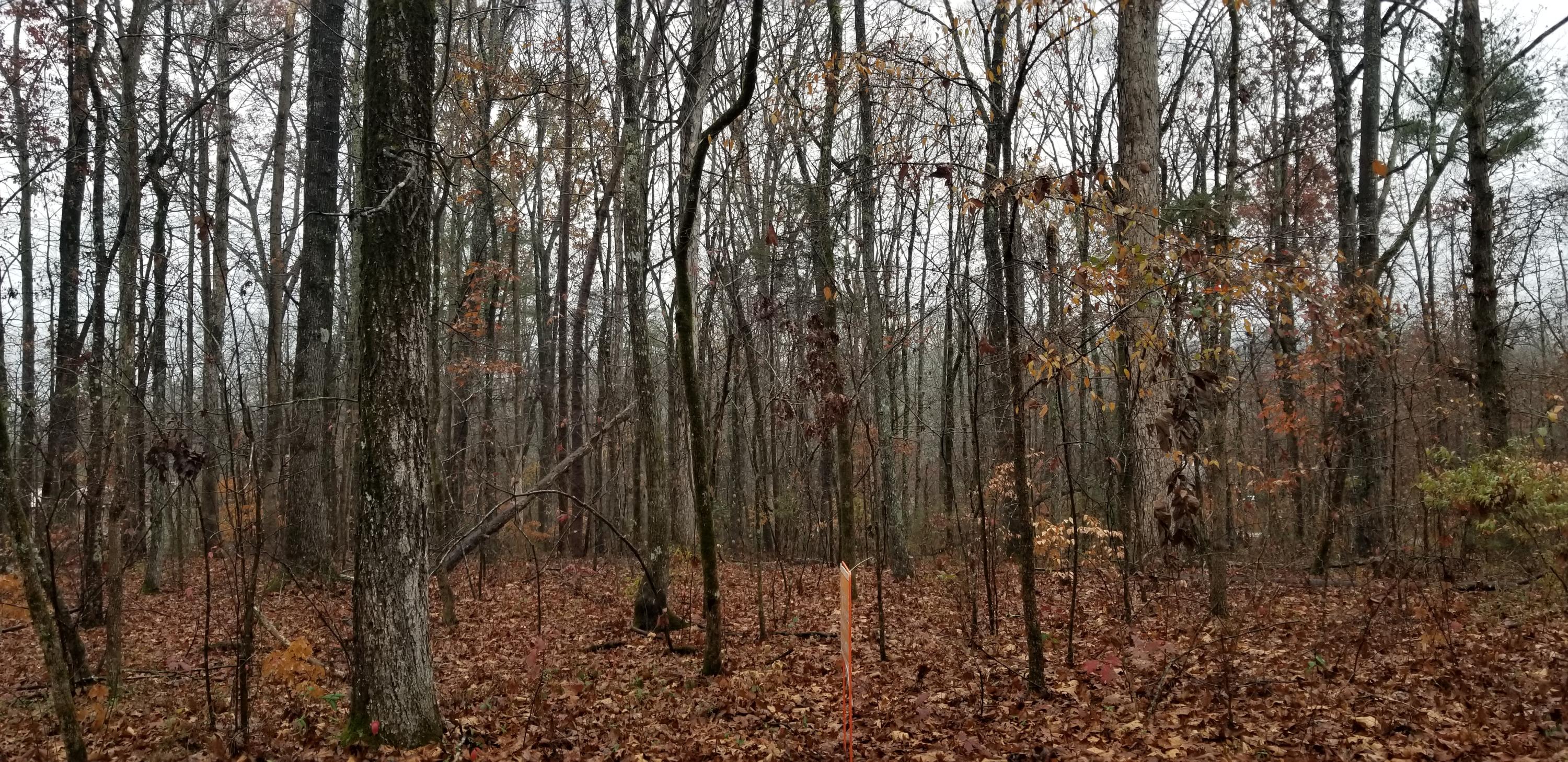 Coleman Road Decatur, TN 37322 - Photo 7 of 14 20201204_141458