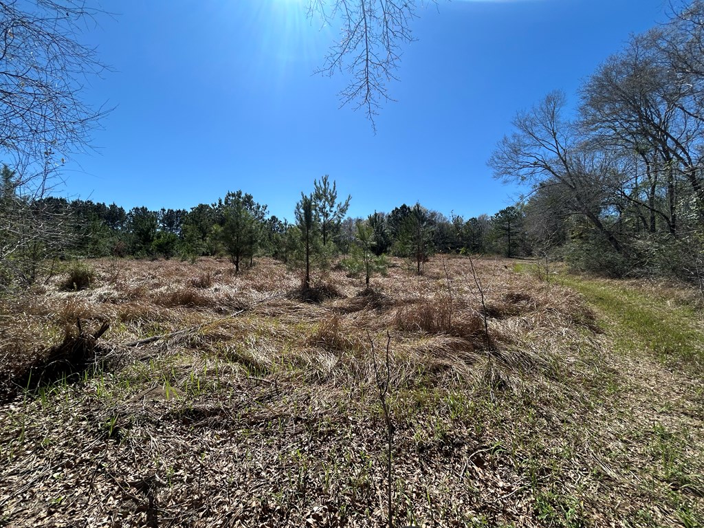 923 Lakeview Road Slocomb, AL 36375 - Photo 26 of 45