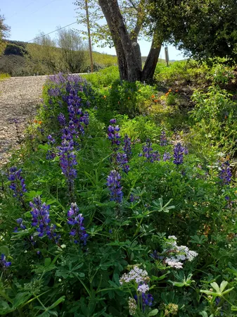 $1,500,000 | 3226 Jalama Road, Lompoc, CA 93436