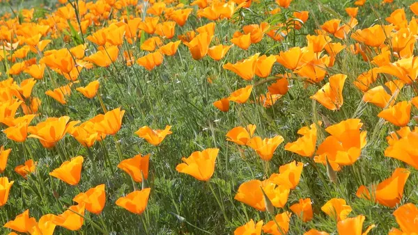 $1,500,000 | 3226 Jalama Road, Lompoc, CA 93436