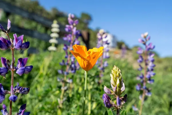 $1,500,000 | 3226 Jalama Road, Lompoc, CA 93436