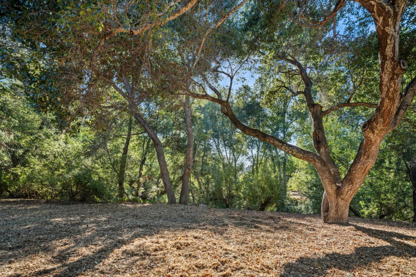 59 Boronda Road Carmel Valley, CA 93924 - Photo 5 of 43 a view of a yard with a trees