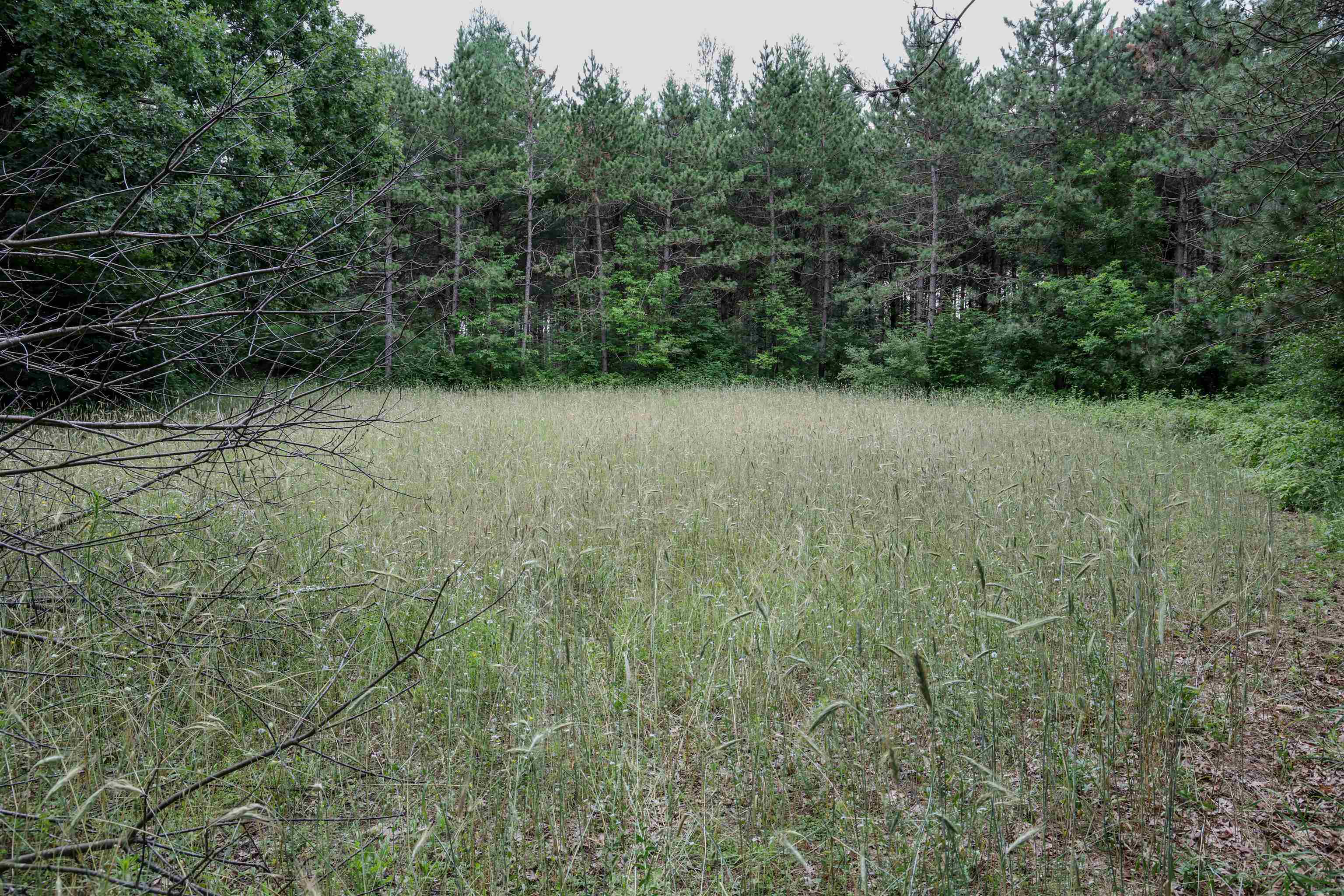 Boelter Road Iola, WI 54945 - Photo 4 of 18