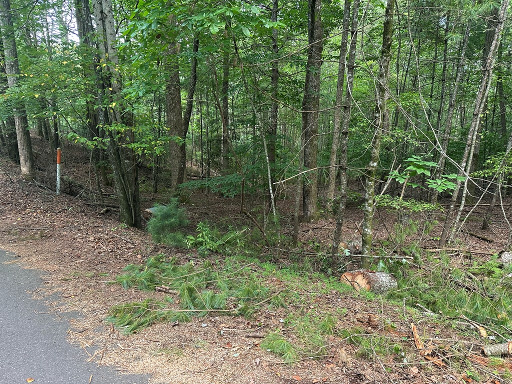 Lot D Timber Ridge Lane Hayesville, NC 28904 - Photo 2 of 6 a view of a forest with trees