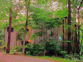 a view of a yard with plants and large trees
