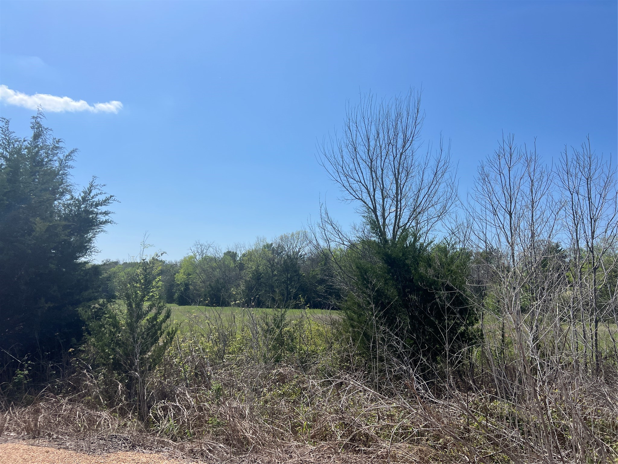 12 Cr 218 Road Anderson, TX 77830 - Photo 4 of 9 a view of a backyard