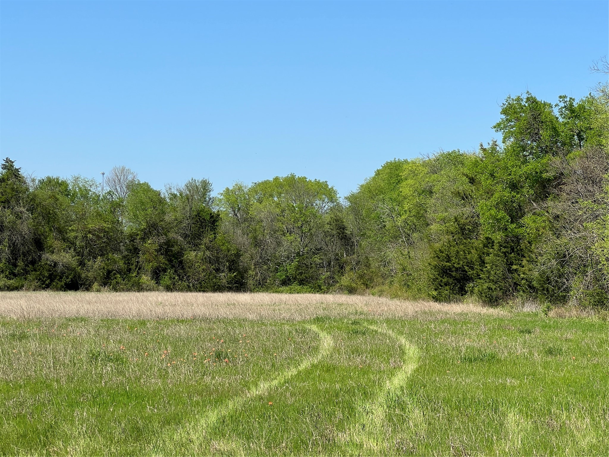 12 Cr 218 Road Anderson, TX 77830 - Photo 8 of 9 a view of a field with trees in the background