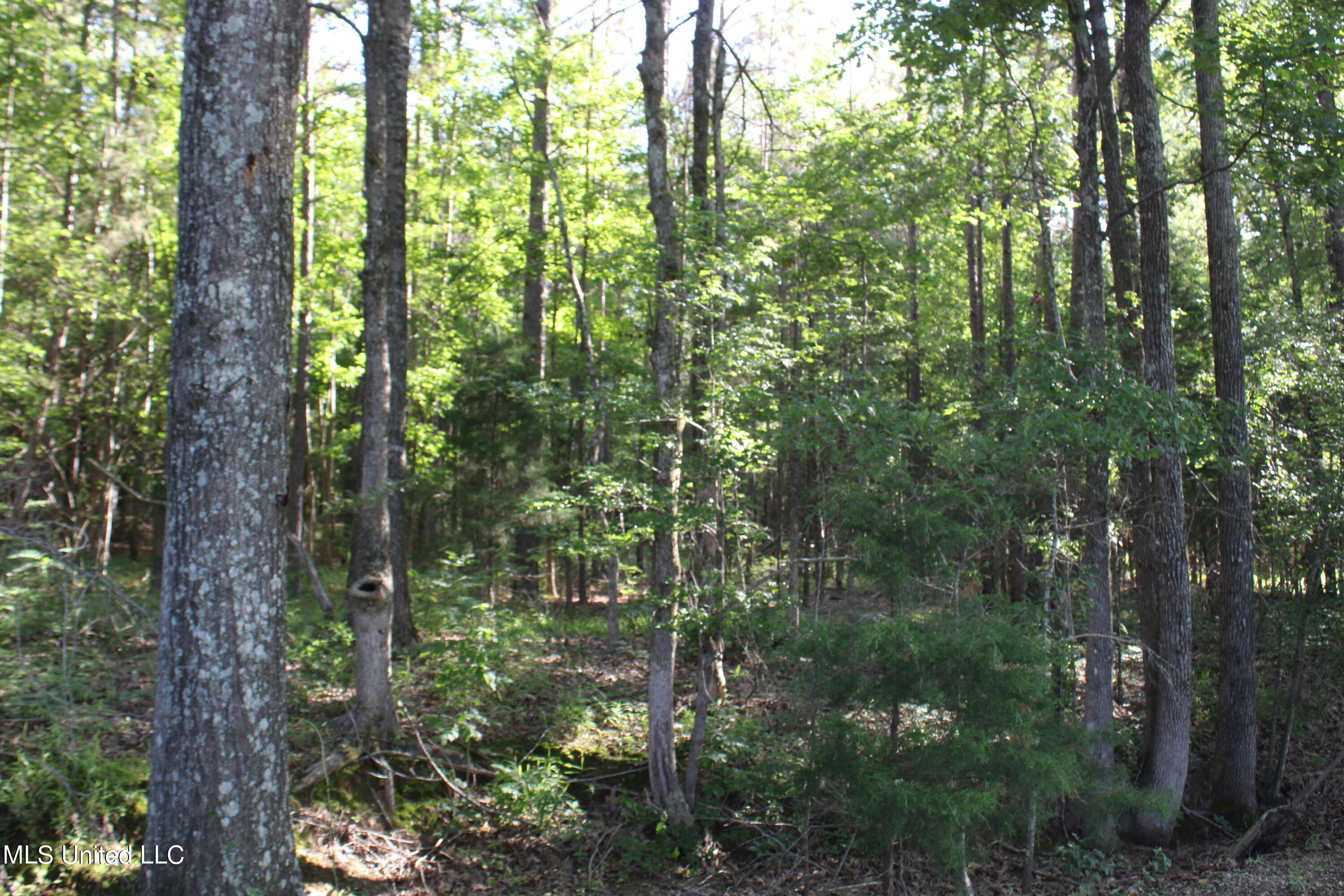 199 Betts Road Potts Camp, MS 38659 - Photo 12 of 24 IMG_4053