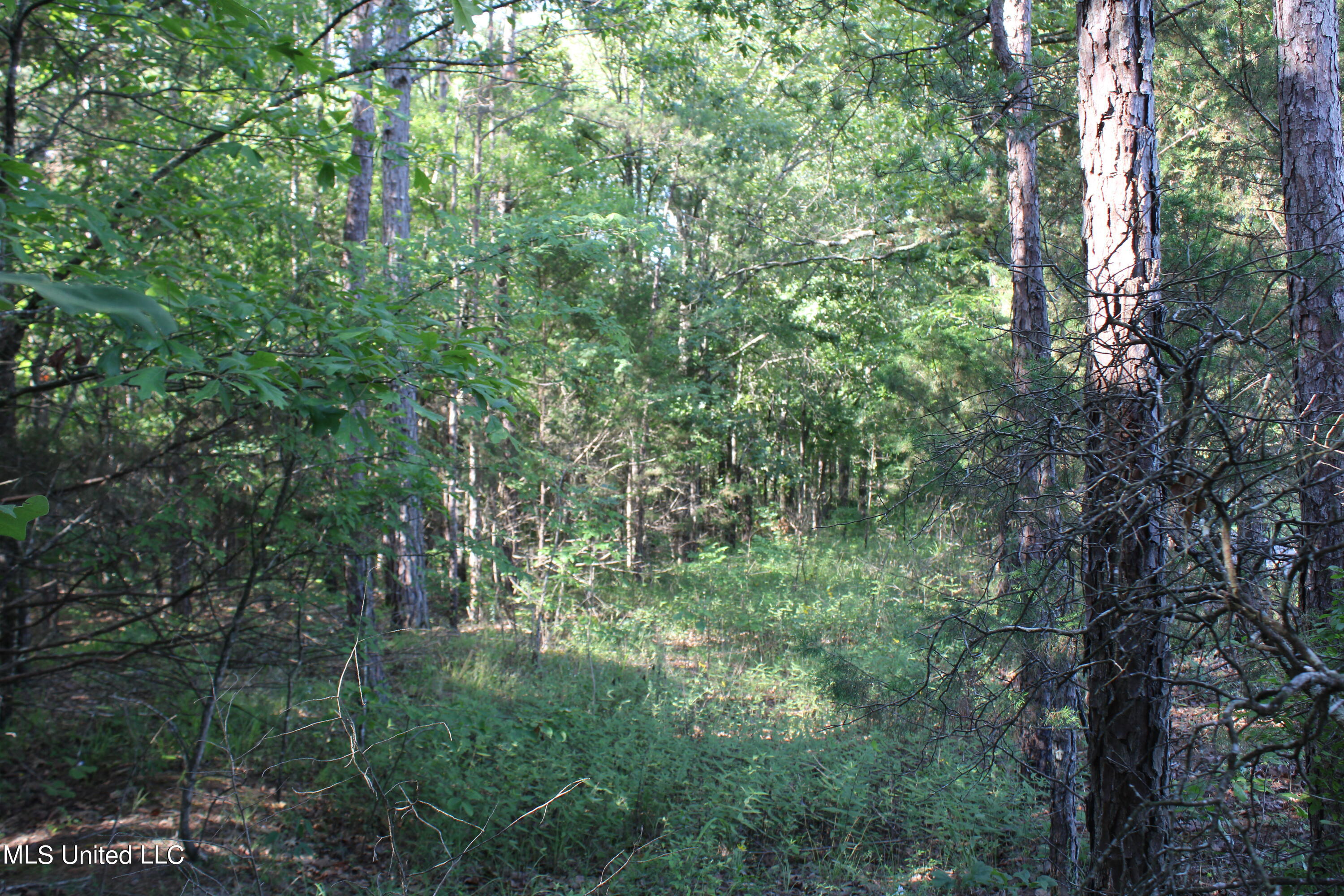 199 Betts Road Potts Camp, MS 38659 - Photo 16 of 24 IMG_4058