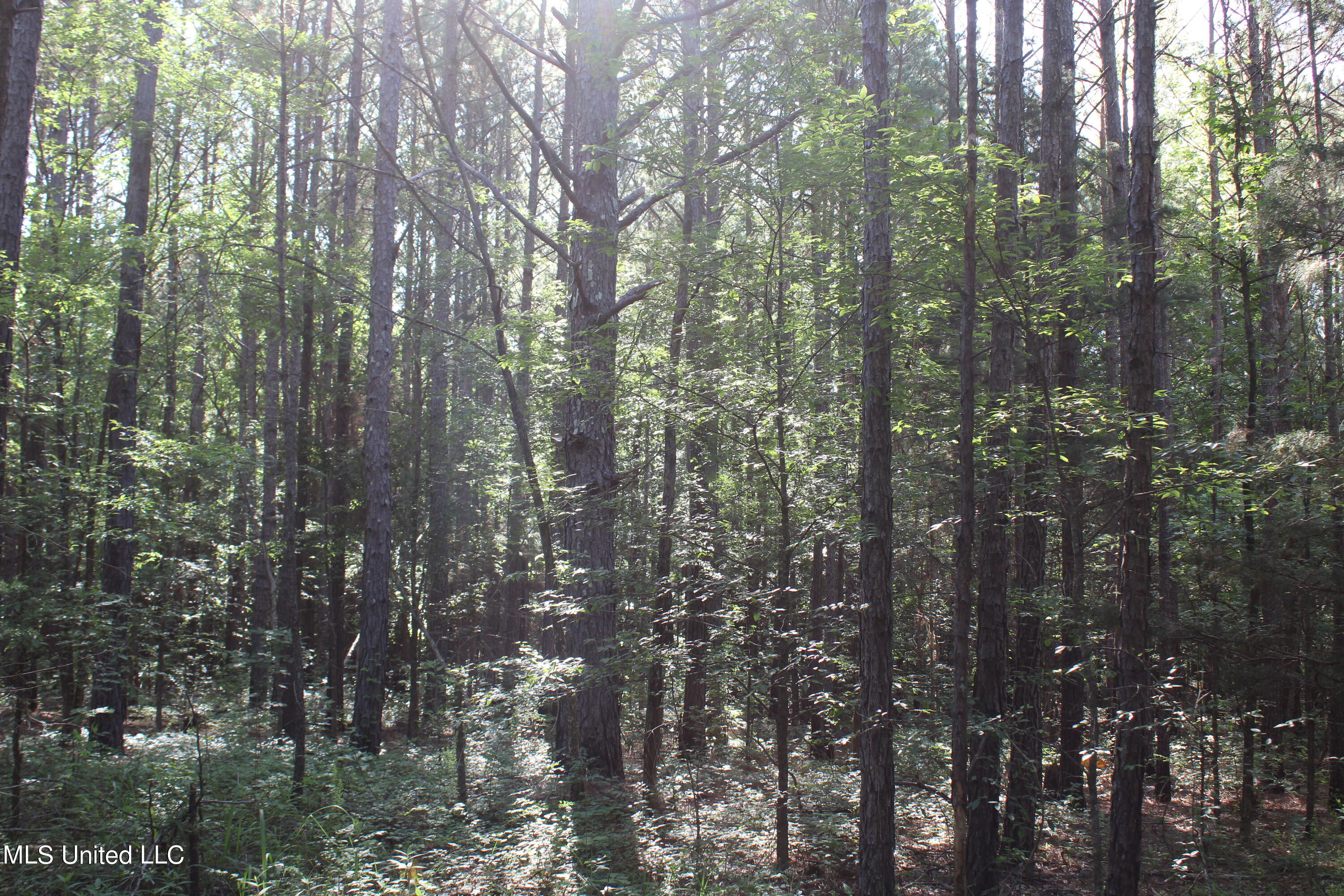 199 Betts Road Potts Camp, MS 38659 - Photo 17 of 24 IMG_4060