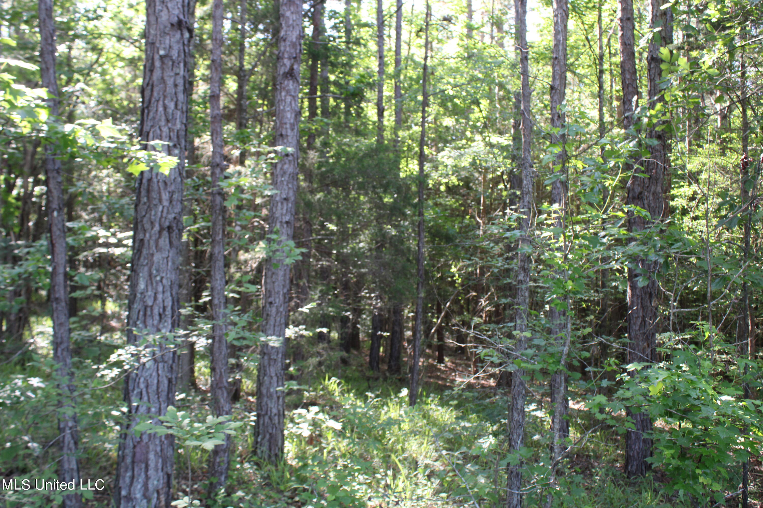 199 Betts Road Potts Camp, MS 38659 - Photo 20 of 24 IMG_4063