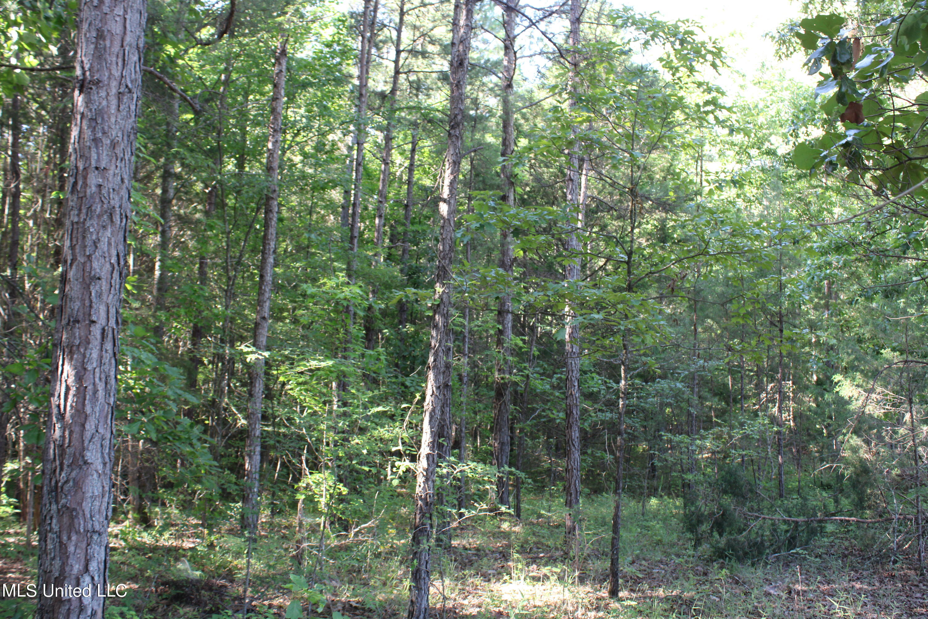 199 Betts Road Potts Camp, MS 38659 - Photo 21 of 24 IMG_4064