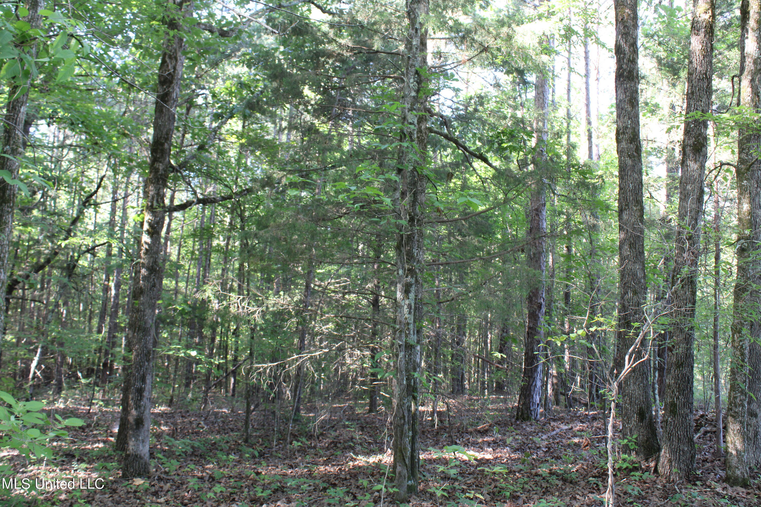 199 Betts Road Potts Camp, MS 38659 - Photo 23 of 24 IMG_4067
