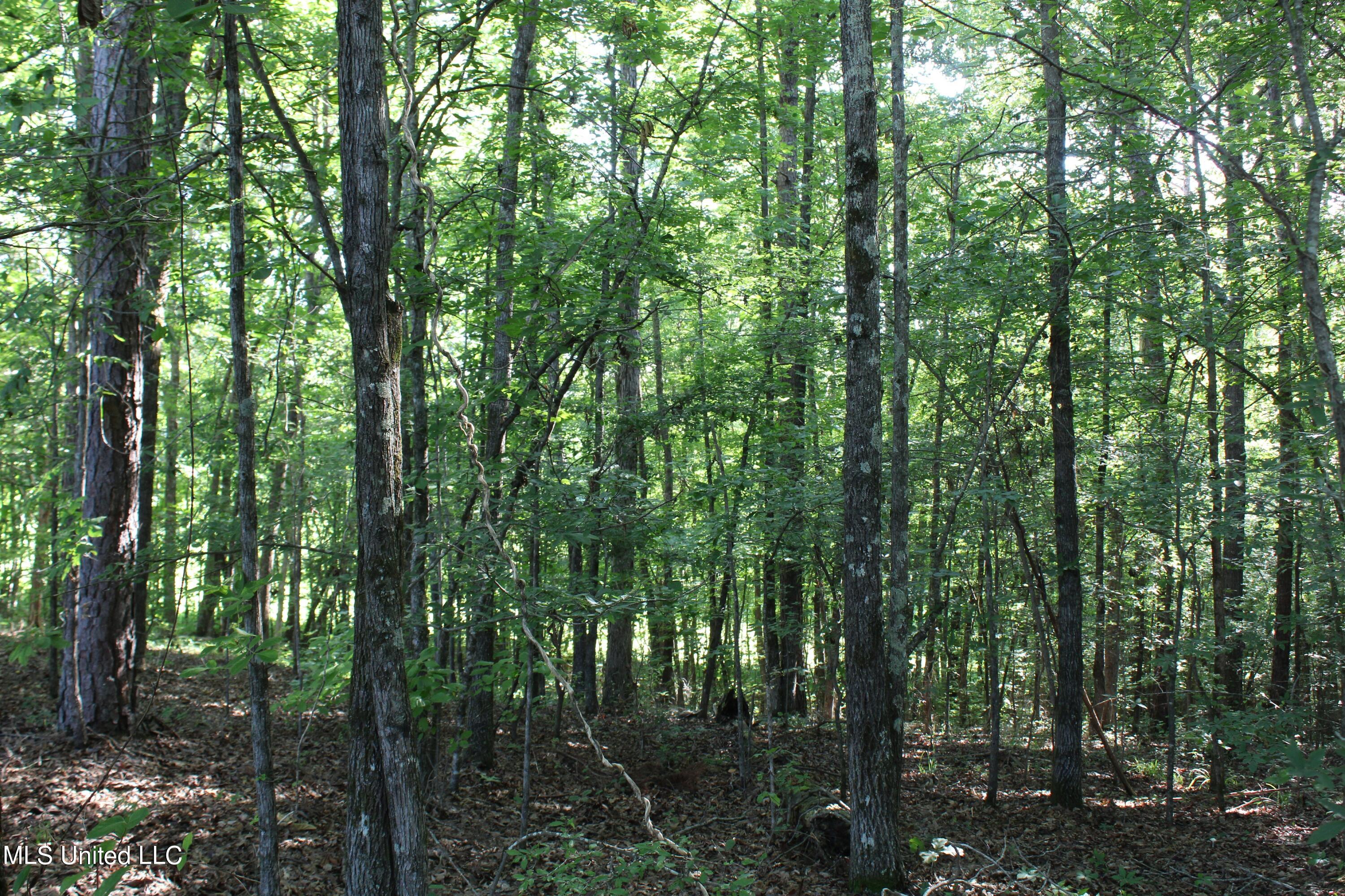 199 Betts Road Potts Camp, MS 38659 - Photo 24 of 24 IMG_4068
