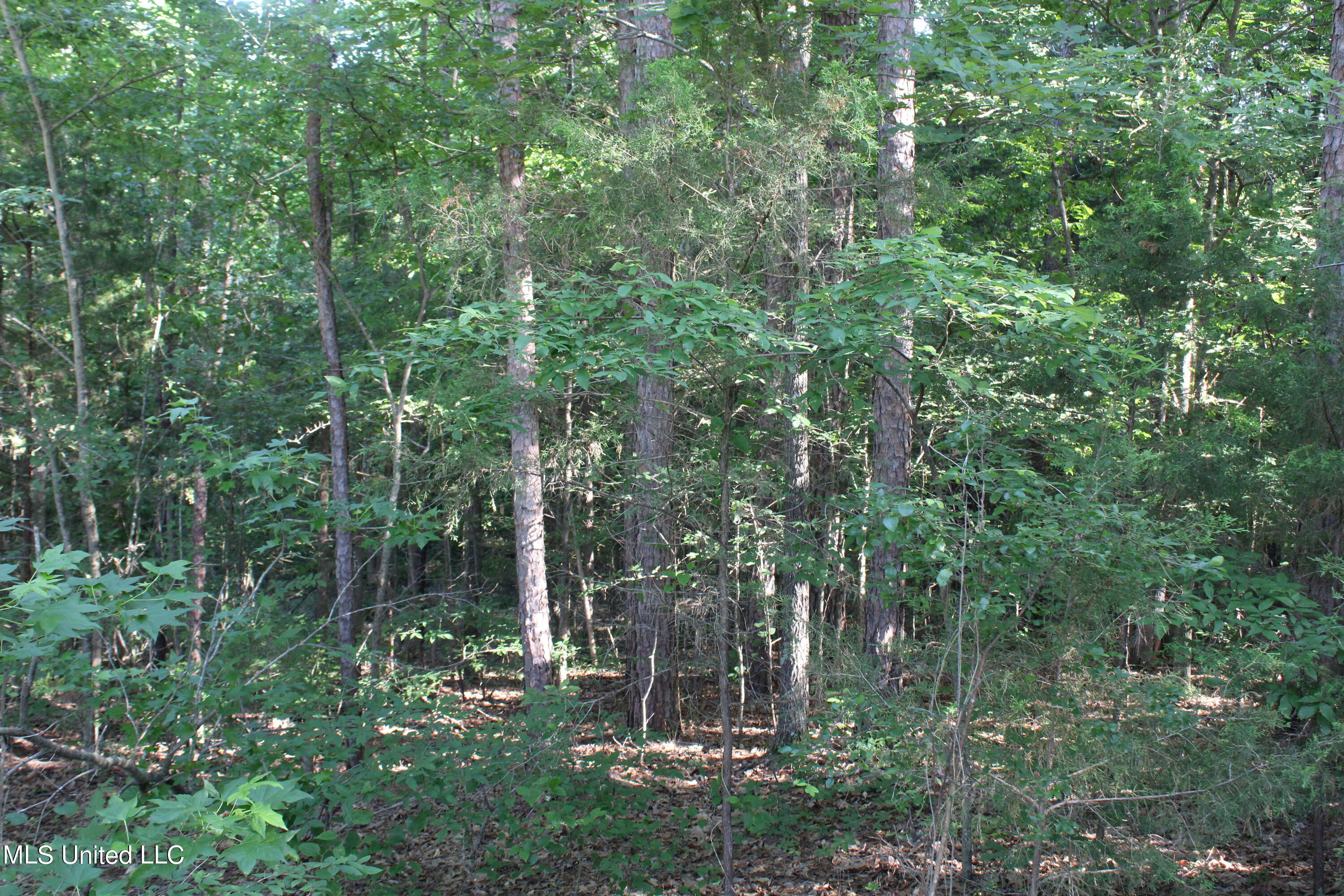 199 Betts Road Potts Camp, MS 38659 - Photo 4 of 24 IMG_4045