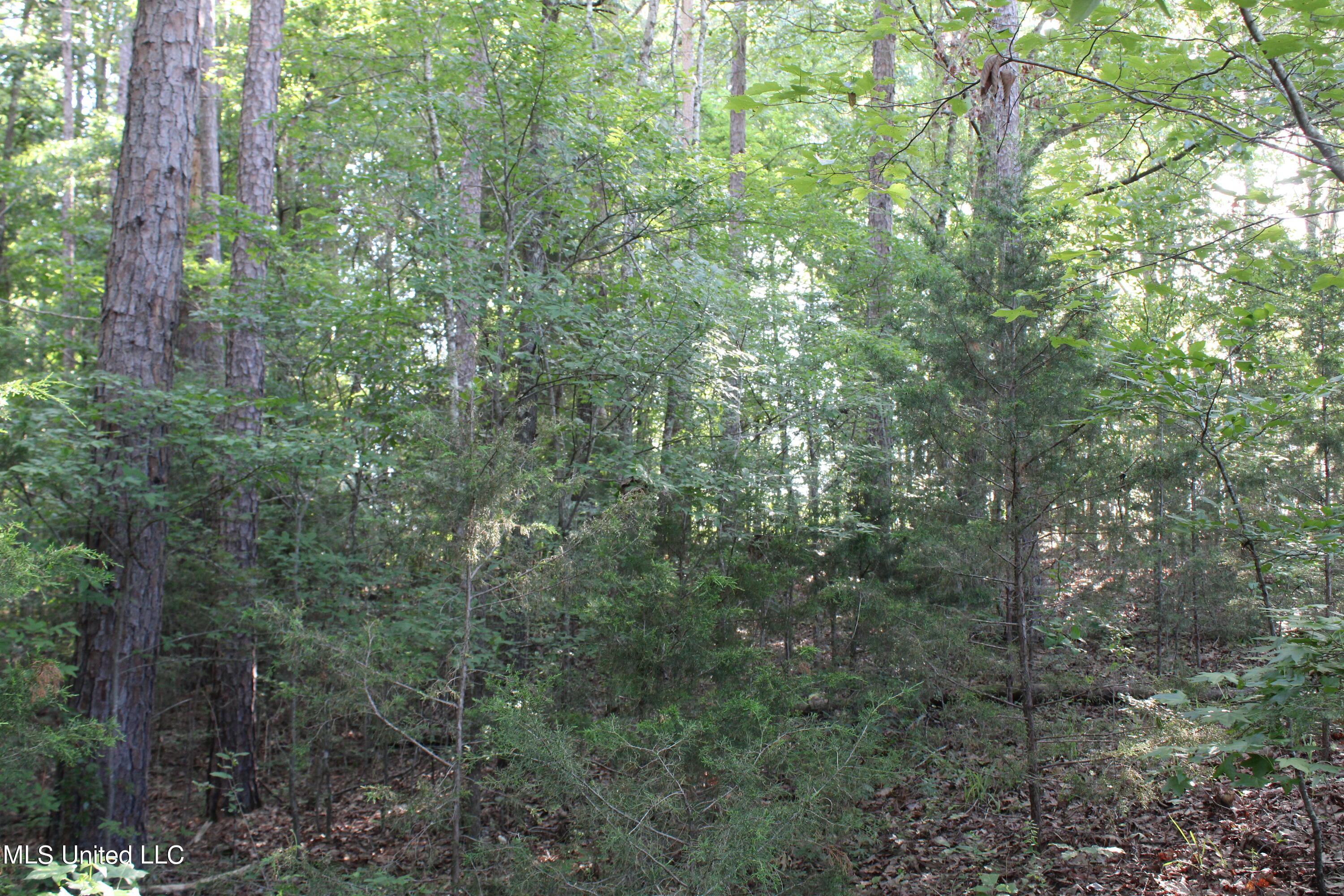 199 Betts Road Potts Camp, MS 38659 - Photo 5 of 24 IMG_4046