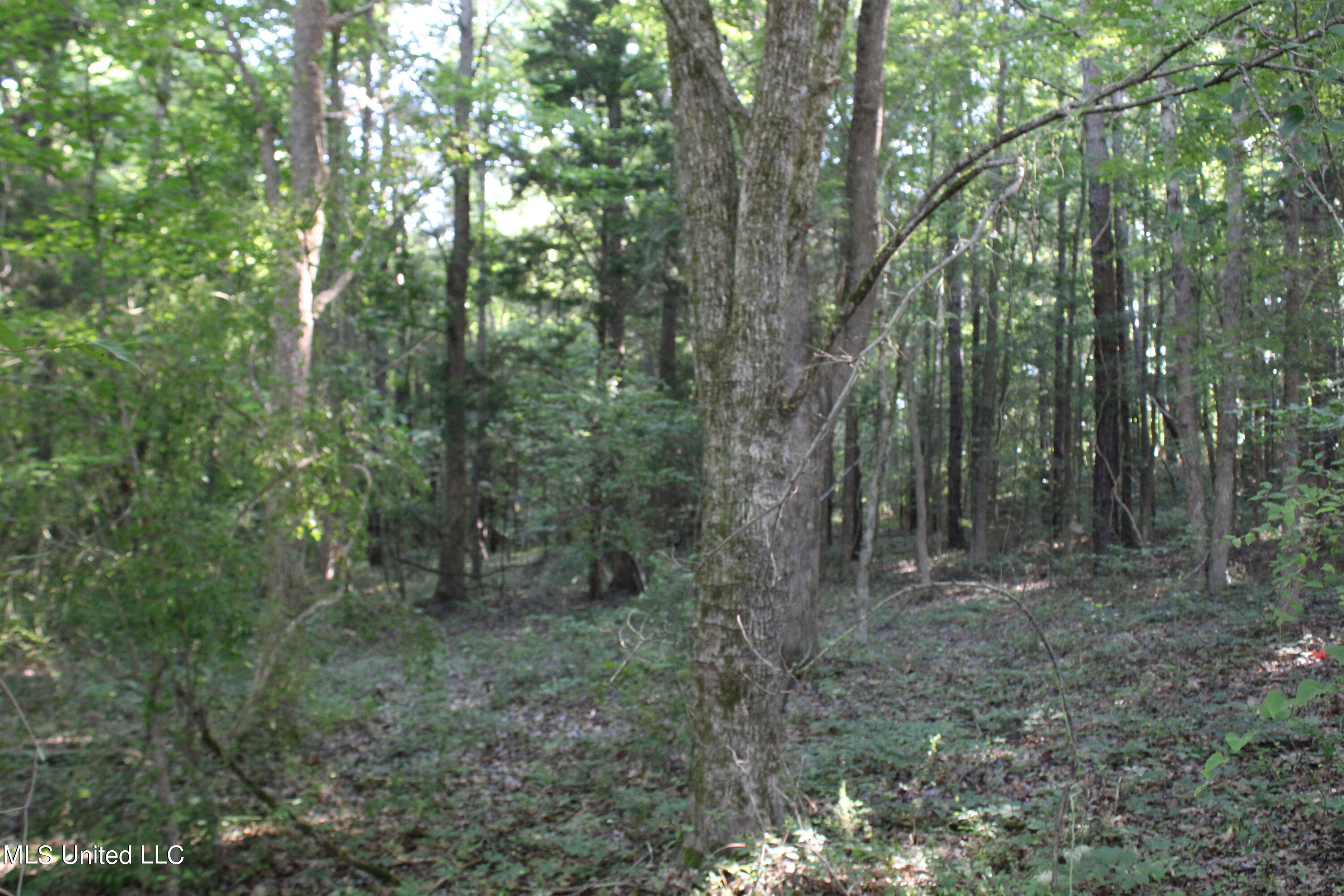 199 Betts Road Potts Camp, MS 38659 - Photo 9 of 24 IMG_4050