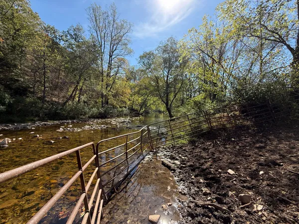 a view of a forest with lots of trees