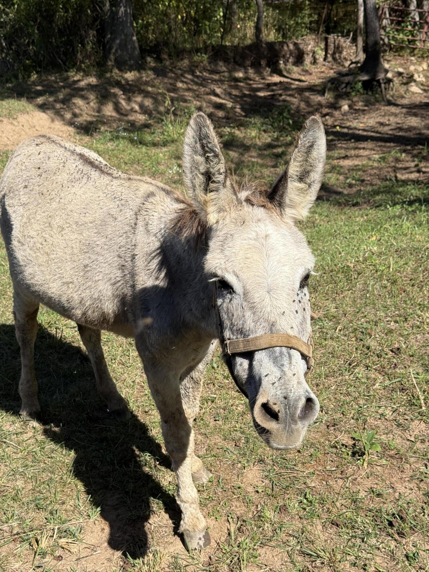 6402 Potts Creek Road Covington, VA 24426 - Photo 29 of 34 a view of ocean view
