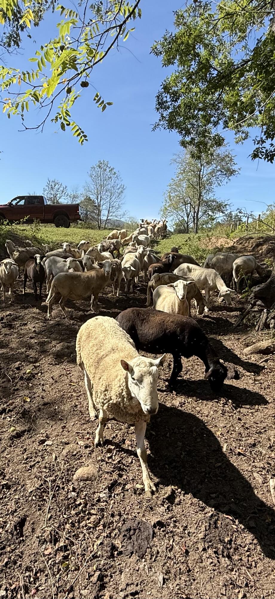 6402 Potts Creek Road Covington, VA 24426 - Photo 30 of 34 a view of a outdoor space