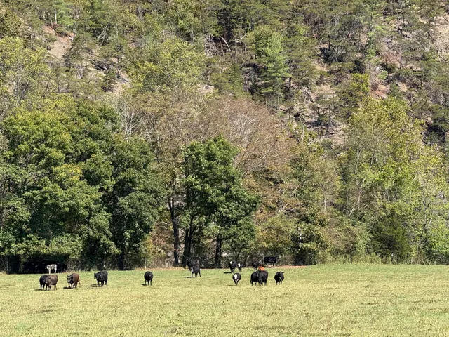 a view of swimming pool with a yard