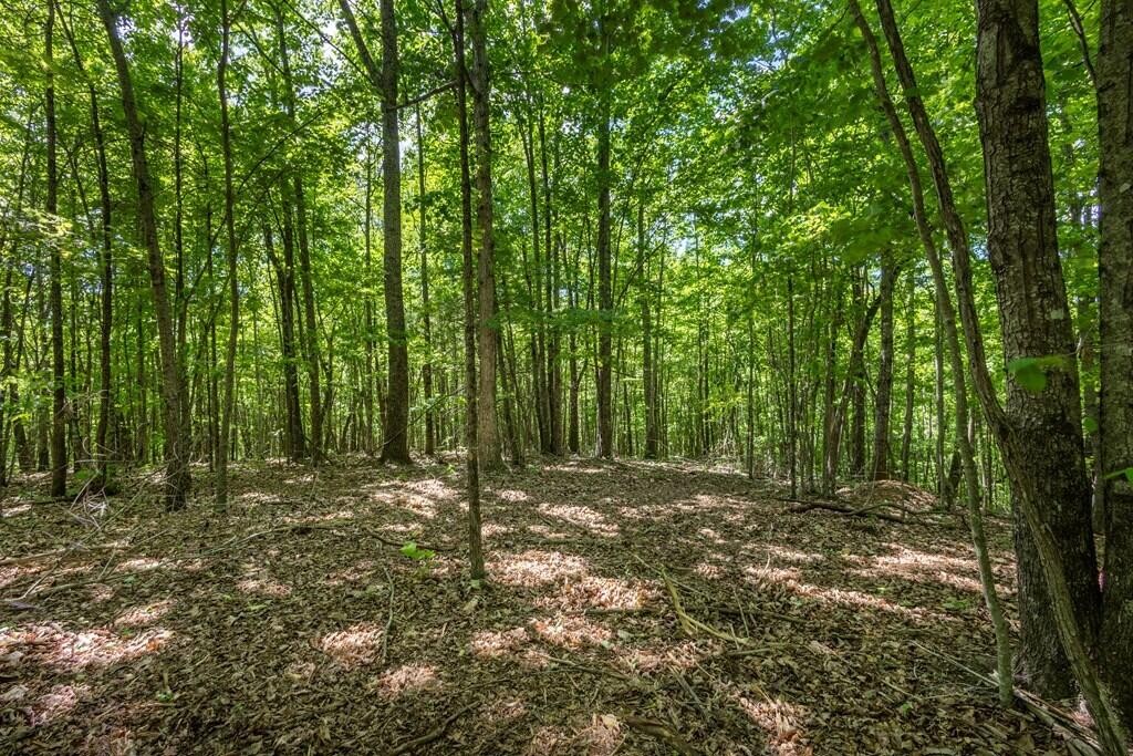 20 Pack Mountain Road Murphy, NC 28906 - Photo 3 of 20 Gallery Image 3
