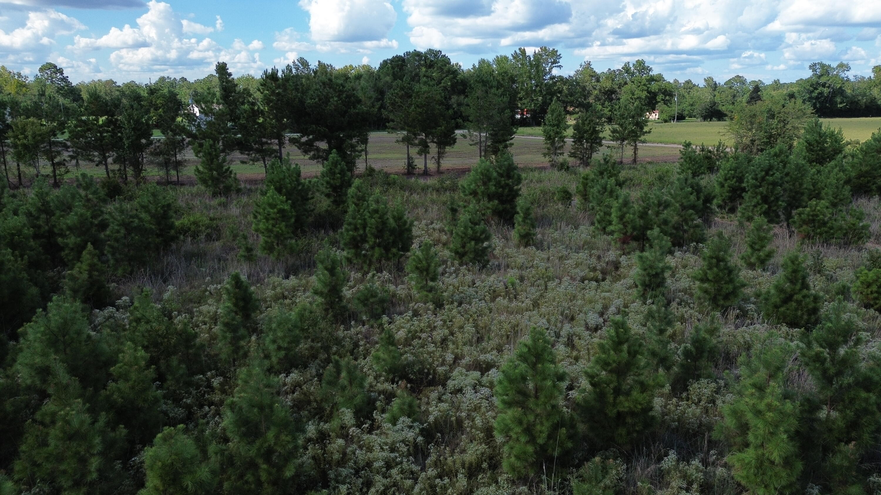 1 Bethel Forest Road Rowesville, SC 29133 - Photo 22 of 23 DJI_0076