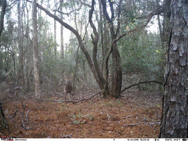 Undisclosed Address Samson, AL 36477 - Photo 8 of 39