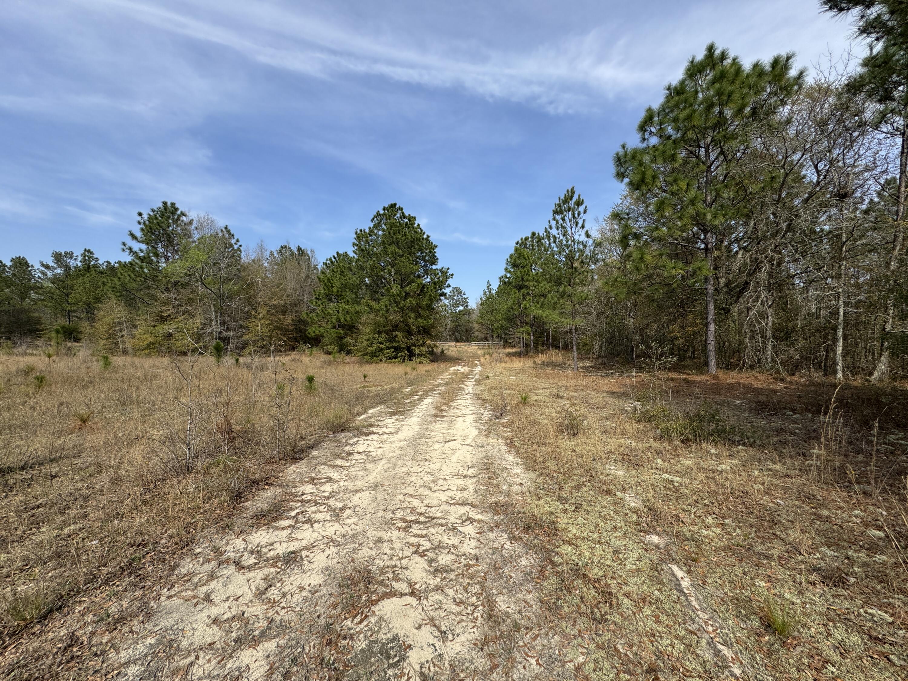 11-acres North 11-acres N Windsor Road Windsor, SC 29856 - Photo 4 of 16