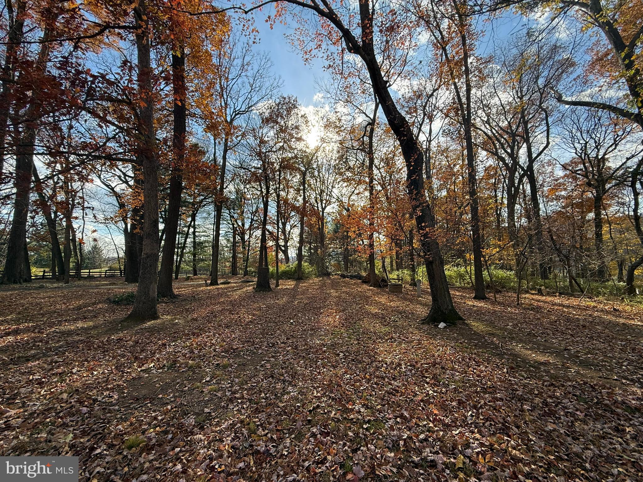 12080 Axline Road Lovettsville, VA 20180 - Photo 30 of 54 a view of a tree in the middle of a yard