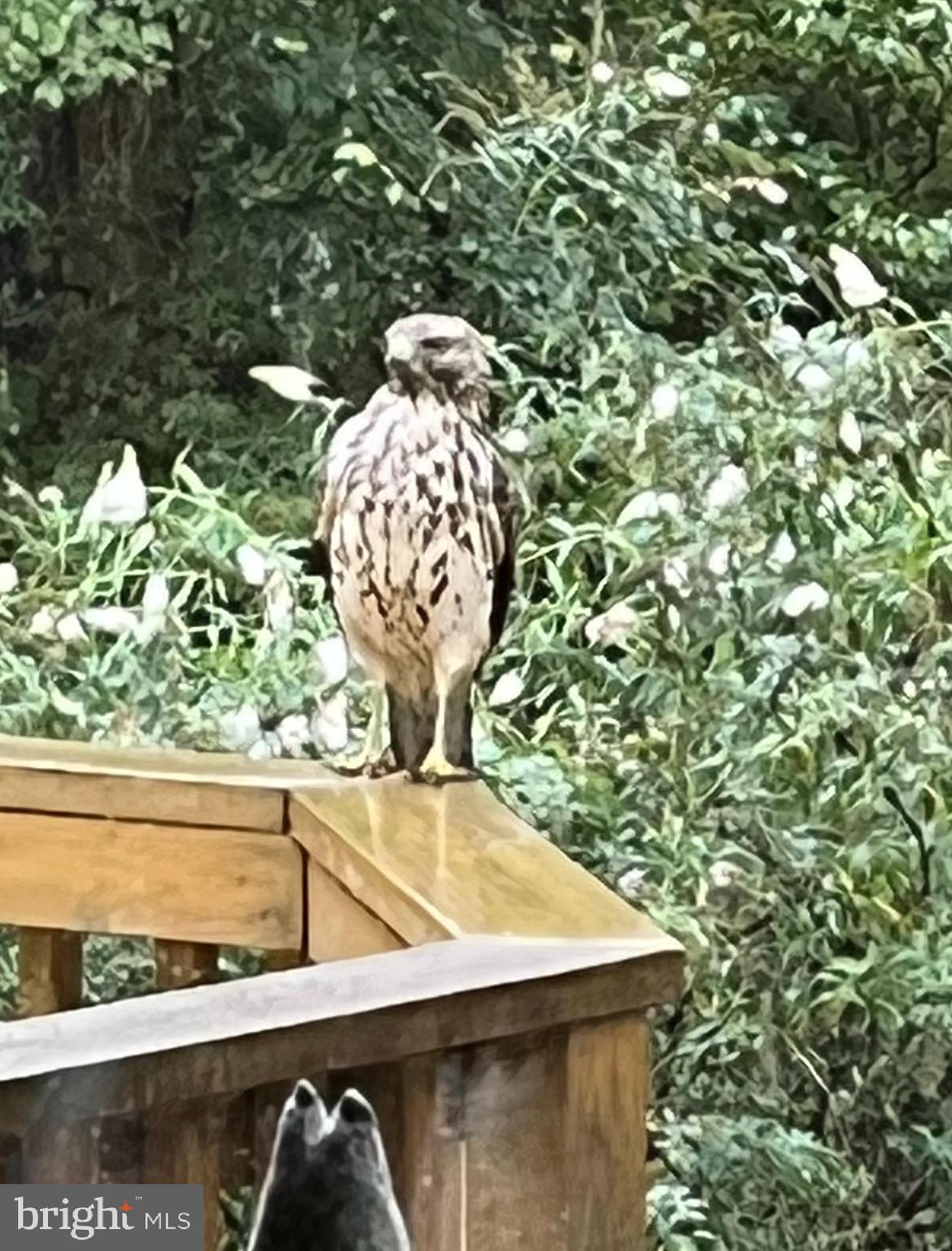12080 Axline Road Lovettsville, VA 20180 - Photo 49 of 54 a close up of a plant in a pot