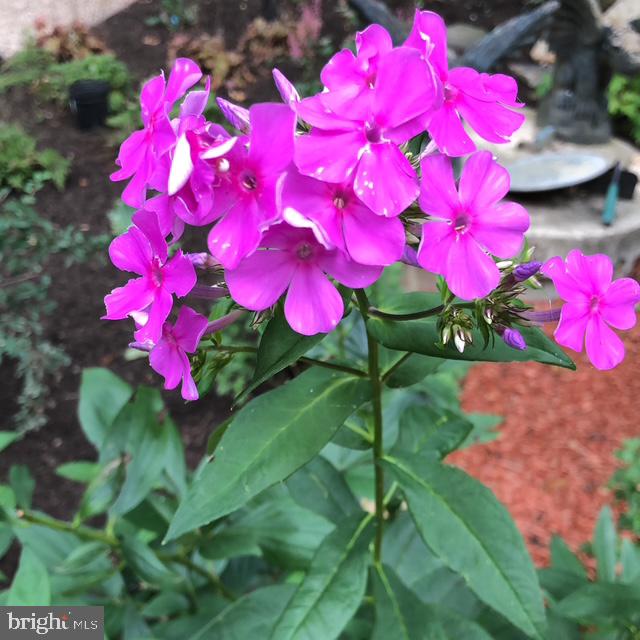 12080 Axline Road Lovettsville, VA 20180 - Photo 52 of 54 a view of a flower