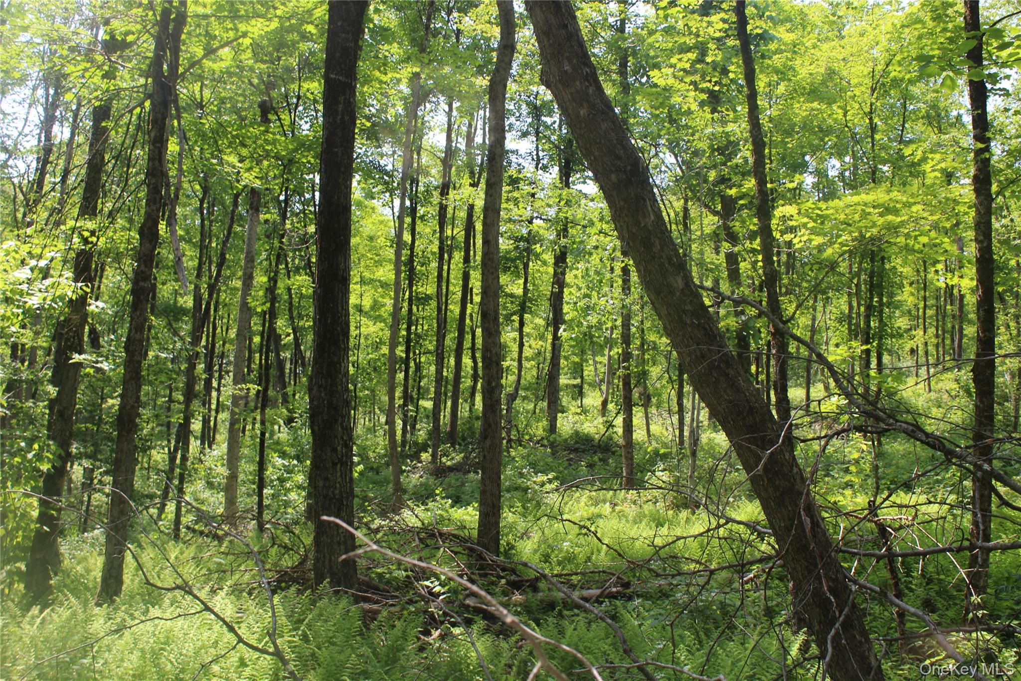 624 County Road Fremont Center, NY 12736 - Photo 16 of 40 Wooded landscape featuring mature deciduous trees and abundant ground ferns