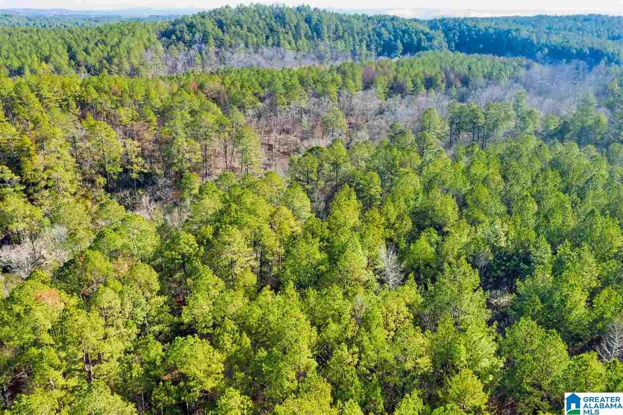 0 County Road 8, Unit 1 Clanton, AL 35045 - Photo 29 of 30