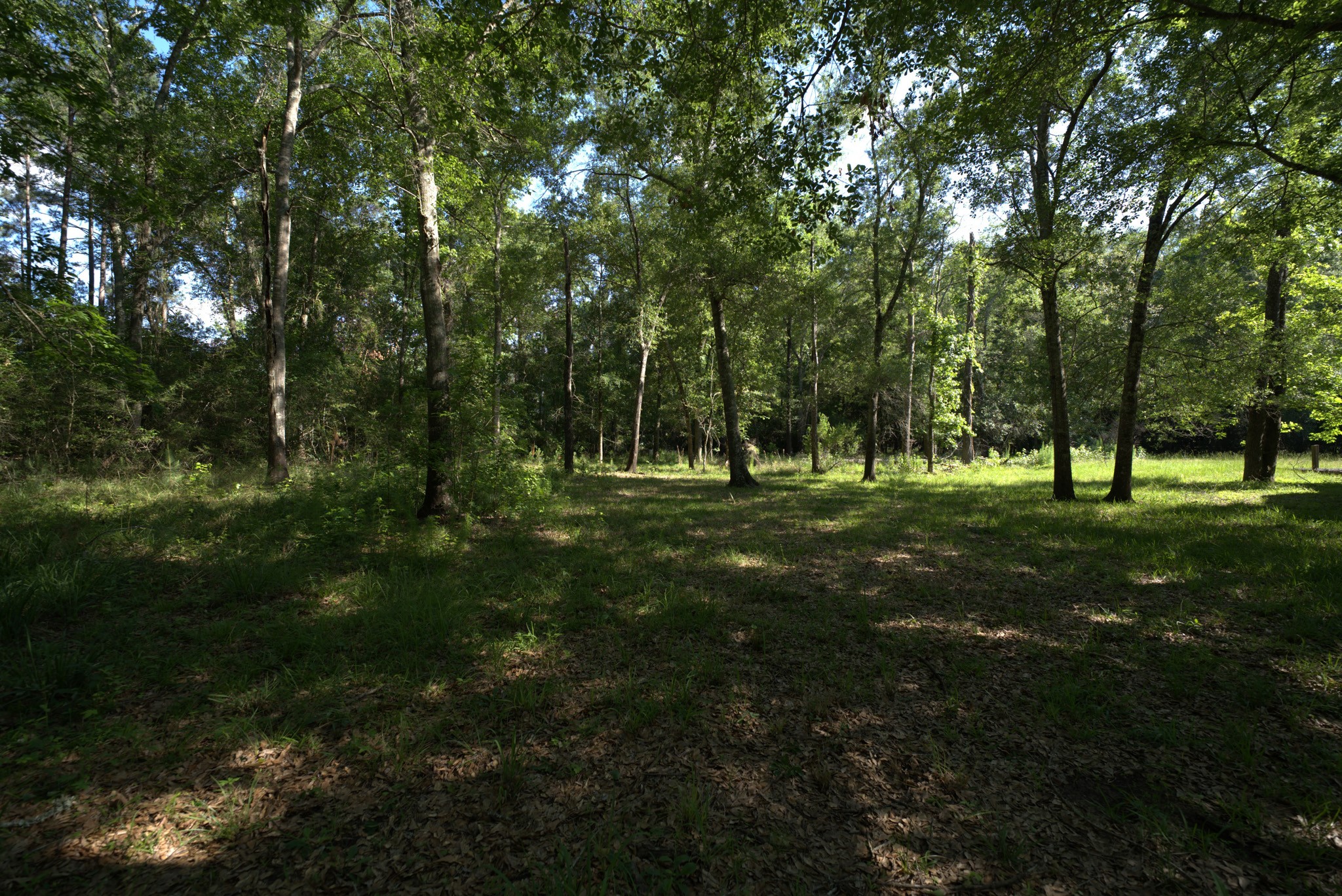 3309 Honea Egypt Road Montgomery, TX 77316 - Photo 8 of 40