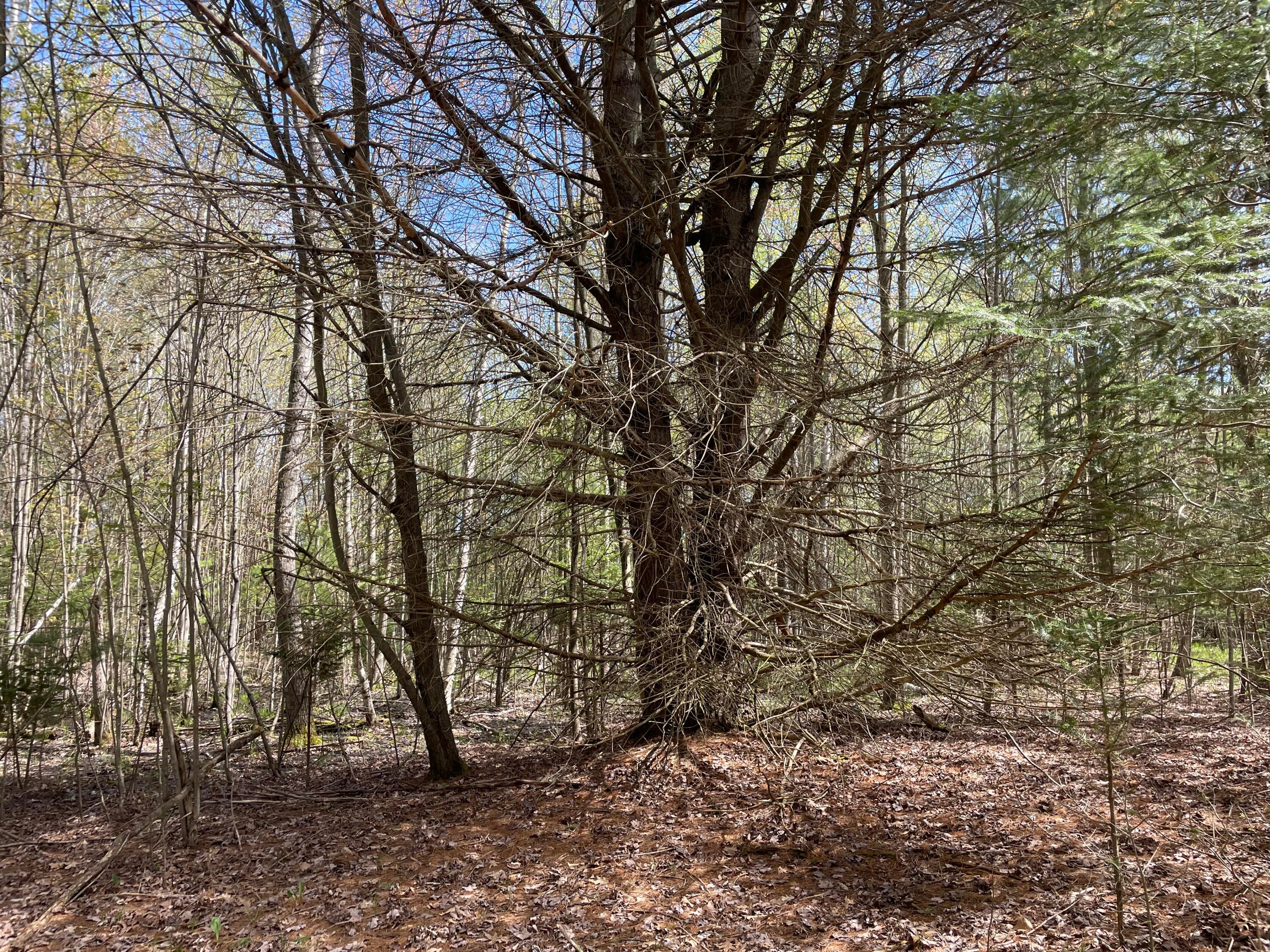 Little Canada Road Cheboygan, MI 49721 - Photo 16 of 24 Gallery Image 16