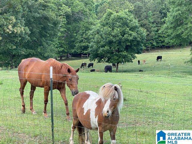 1042 Leander Road Daviston, AL 36256 - Photo 12 of 30