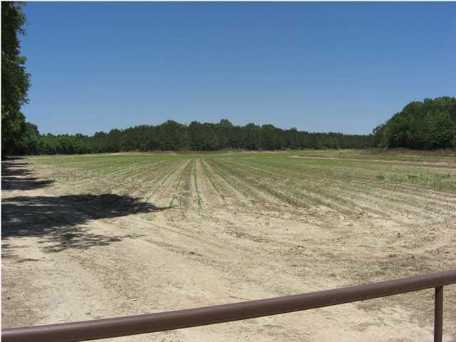 0 Pepper Wilson Road Vaughan, MS 39179 - Photo 2 of 2 View from southwest corner of property