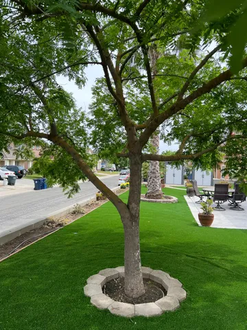 a park view with large trees and plants