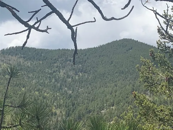 a view of a tree in a field