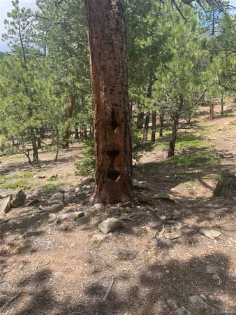 a view of a tree in the middle of a yard