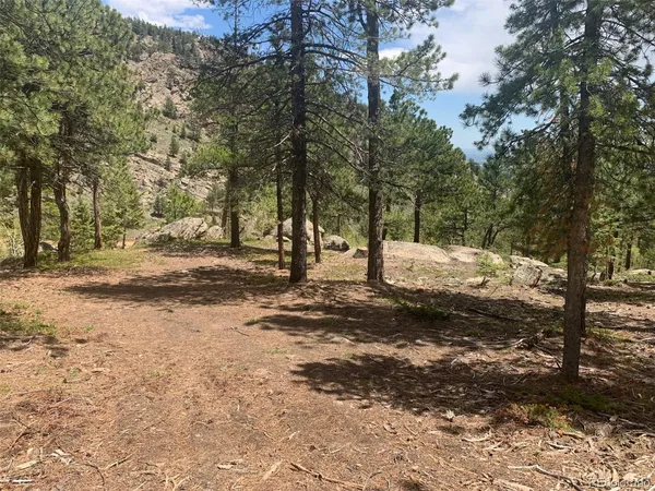 a view of a yard with trees