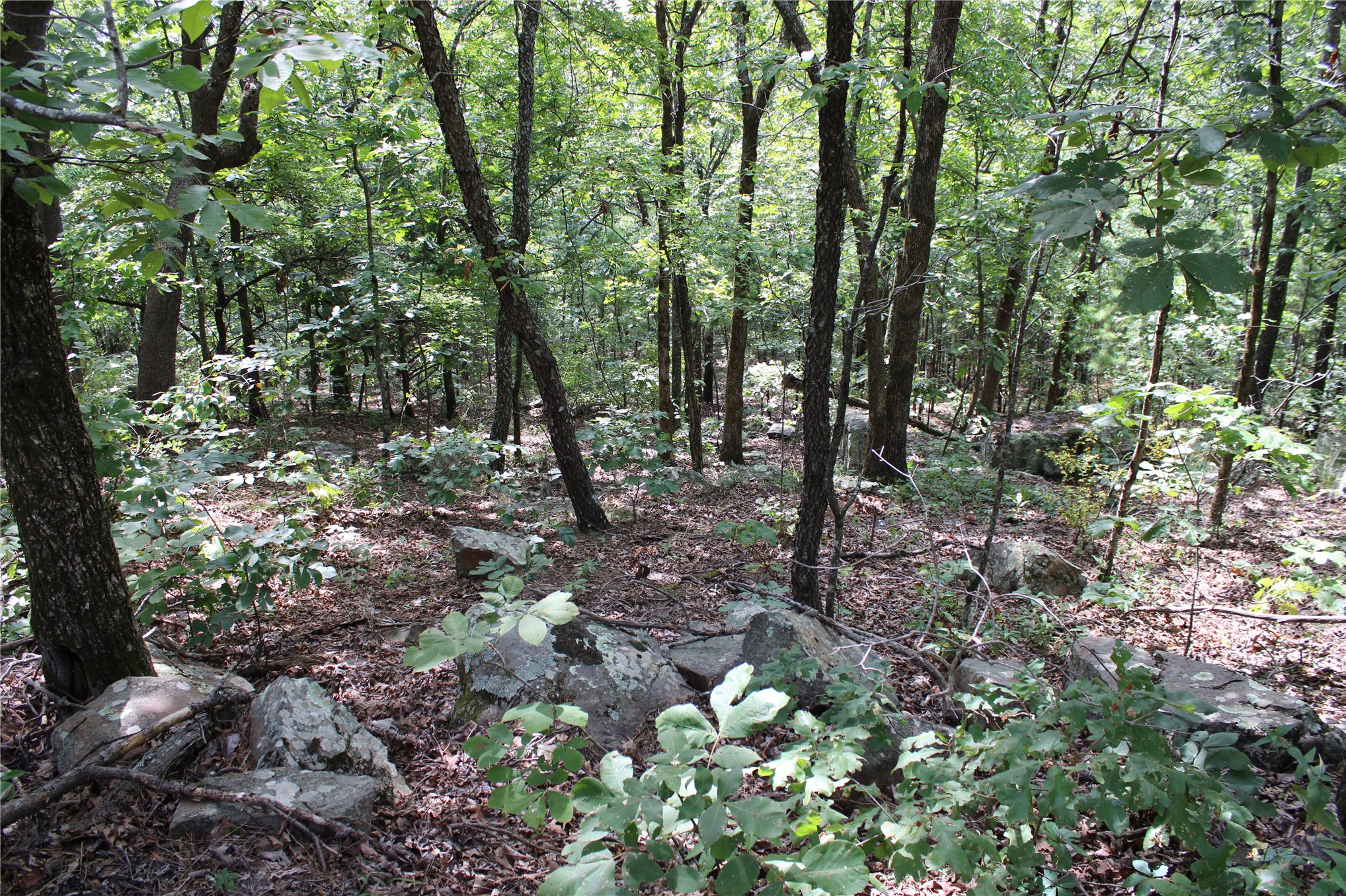 Wooded terrain featuring mature trees, natural rock formations, and varied undergrowth