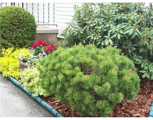 302 Silver Road Bangor, ME 04401 - Photo 11 of 13 Yard/Garden.