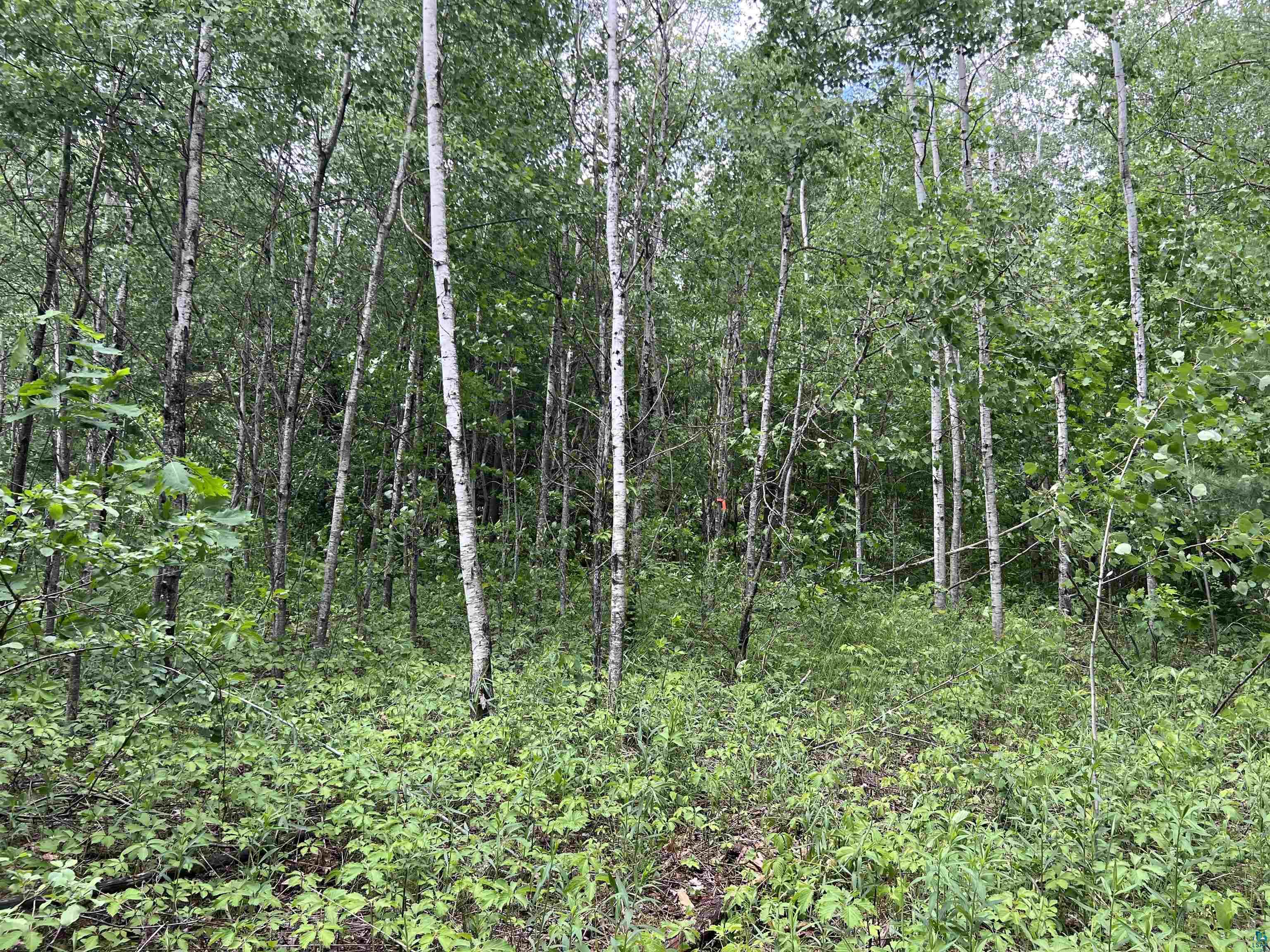 Xxx Rice Avenue Bayfield, WI 54814 - Photo 6 of 11