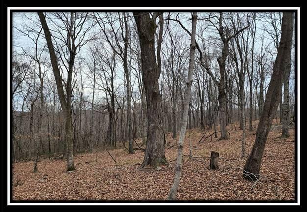 0 Black Run Road, Unit TRACT 8) Chillicothe, OH 45601 - Photo 40 of 47 image042