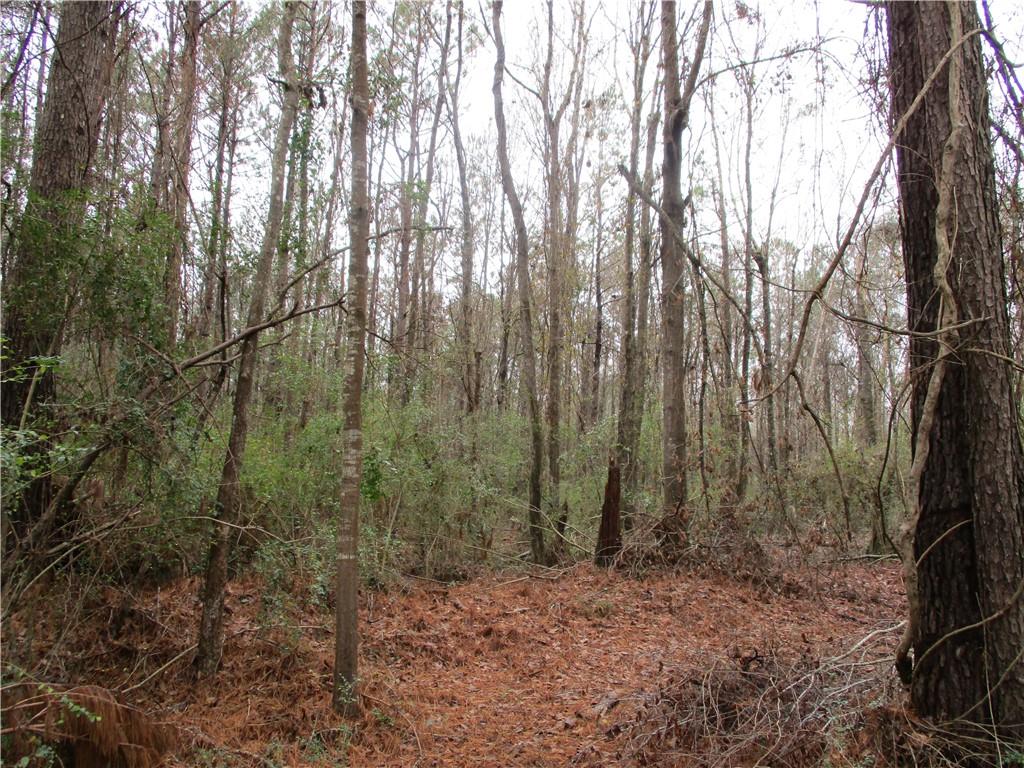 0 Robertson Loop Pollock, LA 71467 - Photo 2 of 7 Gallery Image 2