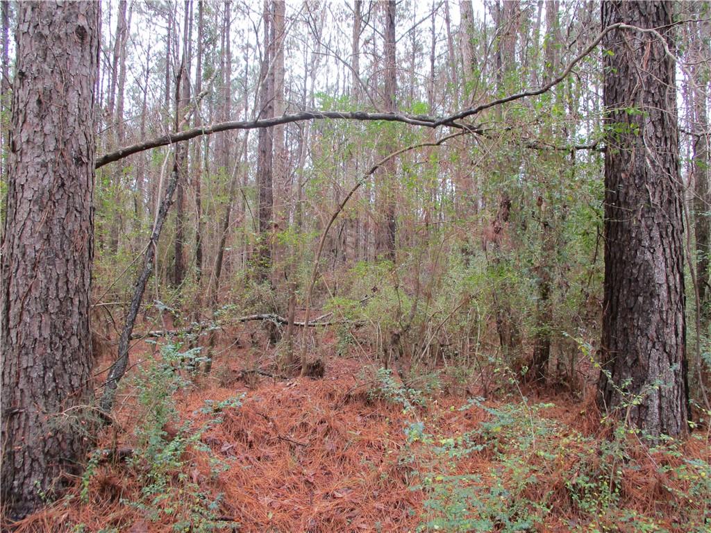 0 Robertson Loop Pollock, LA 71467 - Photo 4 of 7 Gallery Image 4
