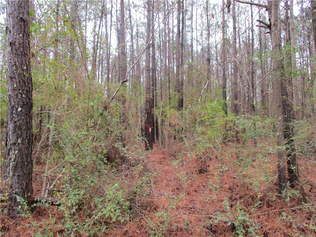 0 Robertson Loop Pollock, LA 71467 - Photo 5 of 7 Gallery Image 5